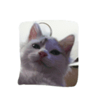 三毛猫もっちー（個別スタンプ：7）
