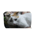 三毛猫もっちー（個別スタンプ：8）