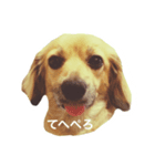 愛犬こてつ1（個別スタンプ：1）