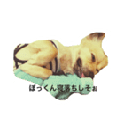 愛犬こてつ1（個別スタンプ：2）