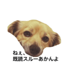 愛犬こてつ1（個別スタンプ：4）