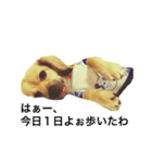 愛犬こてつ1（個別スタンプ：5）