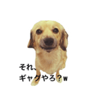 愛犬こてつ1（個別スタンプ：6）