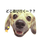 愛犬こてつ1（個別スタンプ：7）