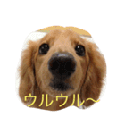 うちの翔（個別スタンプ：3）