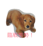 うちの翔（個別スタンプ：4）