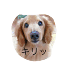 うちの翔（個別スタンプ：10）