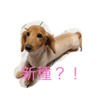 うちの翔（個別スタンプ：11）