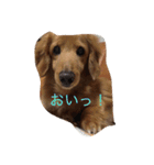 うちの翔（個別スタンプ：12）