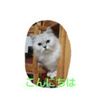 いつでも♪にゃんず♪（個別スタンプ：1）
