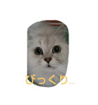 いつでも♪にゃんず♪（個別スタンプ：3）