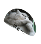いつでも♪にゃんず♪（個別スタンプ：5）