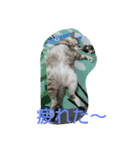 いつでも♪にゃんず♪（個別スタンプ：7）