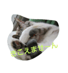 いつでも♪にゃんず♪（個別スタンプ：8）