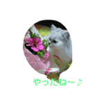 いつでも♪にゃんず♪（個別スタンプ：10）