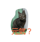 いつでも♪にゃんず♪（個別スタンプ：12）