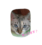 いつでも♪にゃんず♪（個別スタンプ：14）