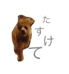 関根家の珍獣たち（個別スタンプ：9）