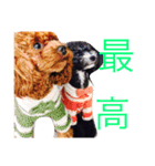 関根家の珍獣たち（個別スタンプ：12）