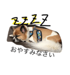 まぐろと友達（個別スタンプ：2）