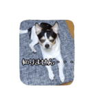 うっしーともっちの日常スタンプ（個別スタンプ：10）