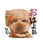 トイプードルえーきち2（個別スタンプ：1）