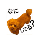 トイプードルえーきち2（個別スタンプ：3）
