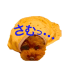 トイプードルえーきち2（個別スタンプ：10）