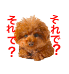 トイプードルえーきち2（個別スタンプ：11）