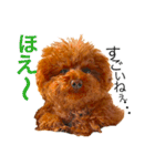 トイプードルえーきち2（個別スタンプ：12）