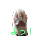 ネコねこ（個別スタンプ：1）