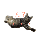 ネコねこ（個別スタンプ：2）
