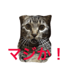 ネコねこ（個別スタンプ：3）