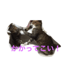 ネコねこ（個別スタンプ：4）