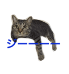 ネコねこ（個別スタンプ：6）