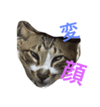 ネコねこ（個別スタンプ：7）