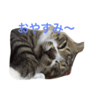 ネコねこ（個別スタンプ：8）