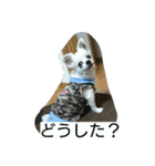 小次郎な日々（個別スタンプ：2）