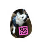 小次郎な日々（個別スタンプ：15）