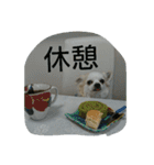 小次郎な日々（個別スタンプ：16）