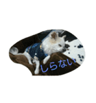 小次郎な日々（個別スタンプ：17）