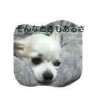 小次郎な日々（個別スタンプ：21）