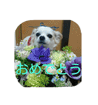 小次郎な日々（個別スタンプ：23）