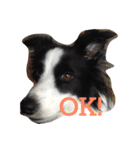 Border Collie.ruga（個別スタンプ：1）