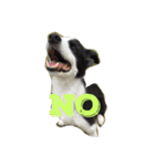 Border Collie.ruga（個別スタンプ：2）