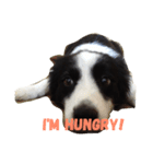 Border Collie.ruga（個別スタンプ：3）