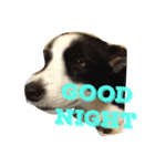 Border Collie.ruga（個別スタンプ：4）
