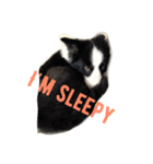 Border Collie.ruga（個別スタンプ：5）