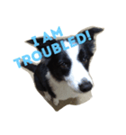 Border Collie.ruga（個別スタンプ：6）