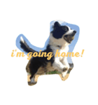 Border Collie.ruga（個別スタンプ：7）